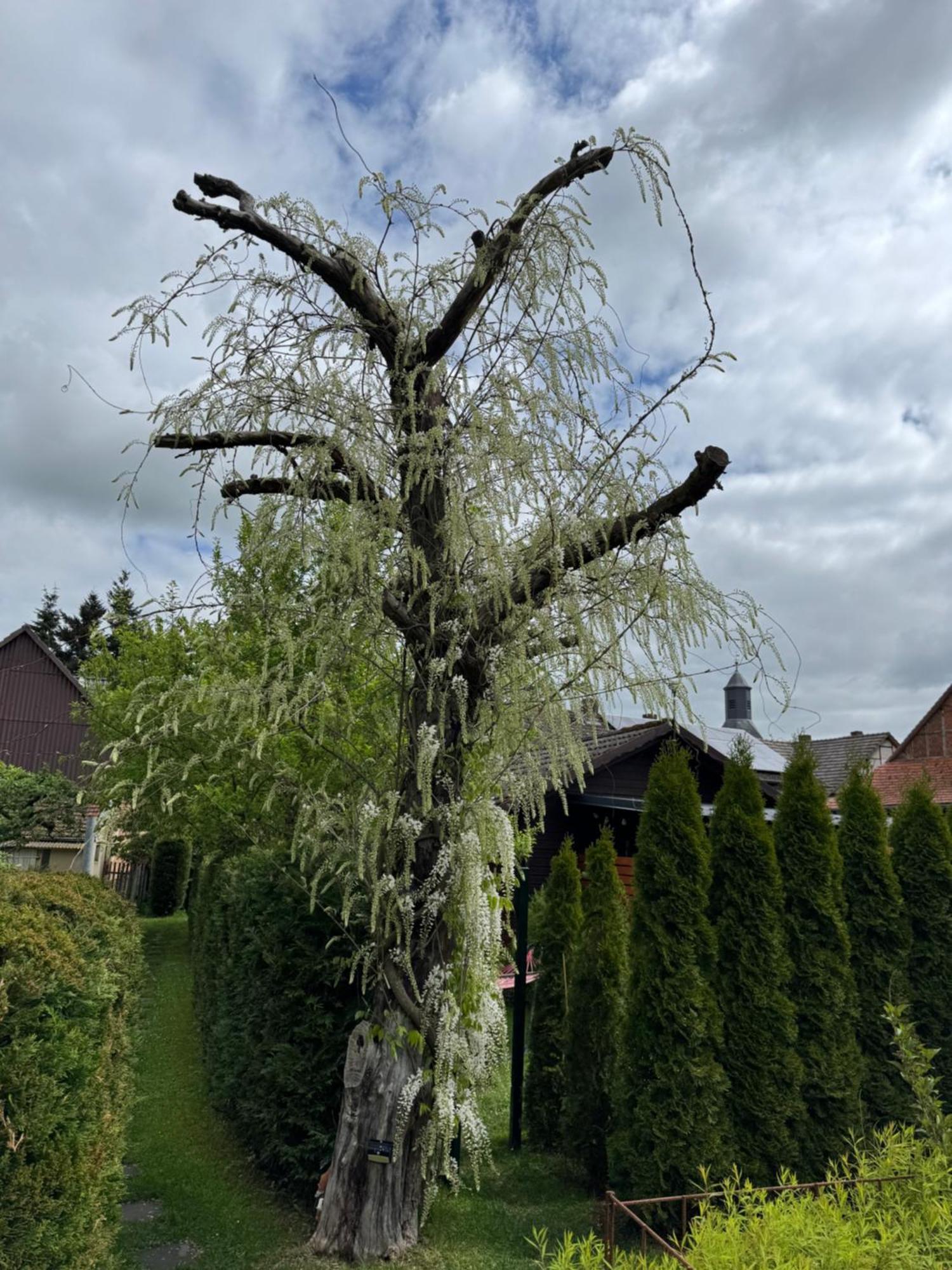 Ferienwohnung Am See Dillich - Ruhige Lage - Eigener Garten - Direkt Neben Einem Natursee Borken  Exteriér fotografie
